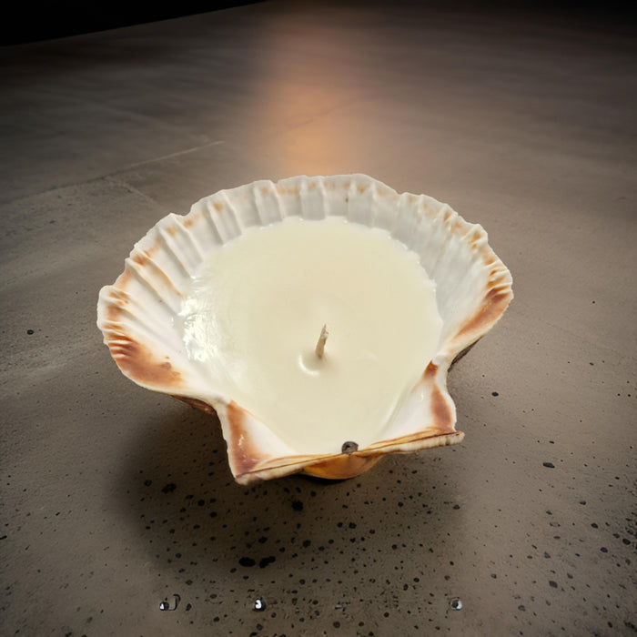 Scallop Shell Candles | Amber & Rock Salt-1